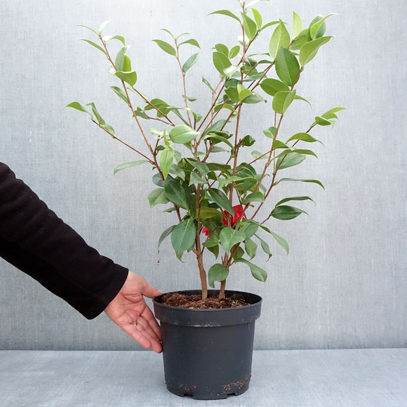 Example of Camélia Mark Alan - Camellia japonica Pot de 4L/5L as you get in printemps