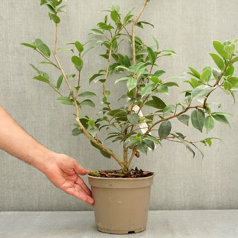 Spécimen de Camélia Mimosa Jury - Camellia x williamsii Pot de 4L/5L tel que livré en été