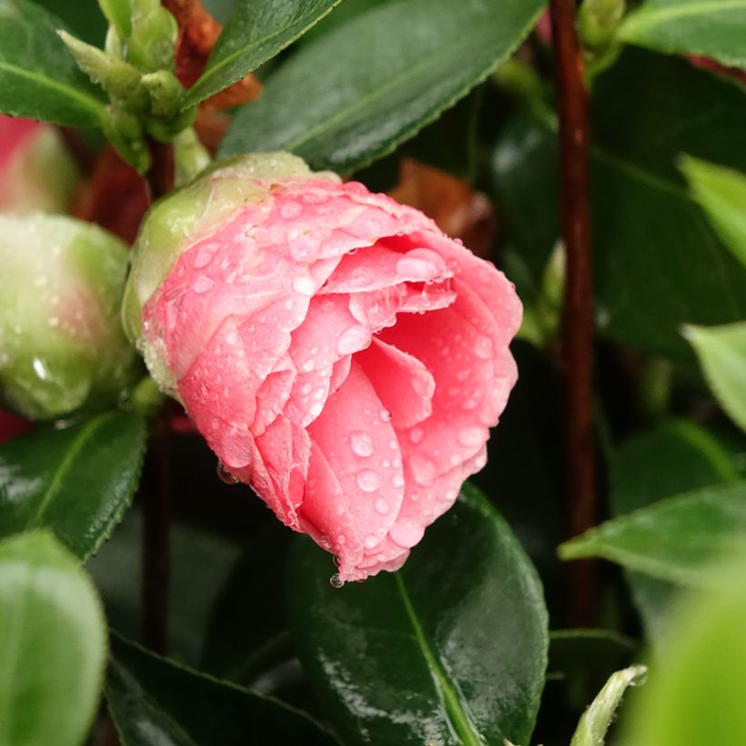Camélia Mrs. Tingley - Camellia japonica (Flowering)