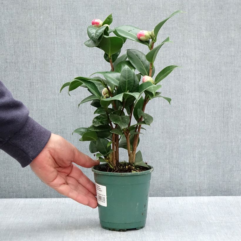 Spécimen de Camélia Nuccio's Cameo - Camellia japonica Pot de 12 cm / 13 cm tel que livré au printemps