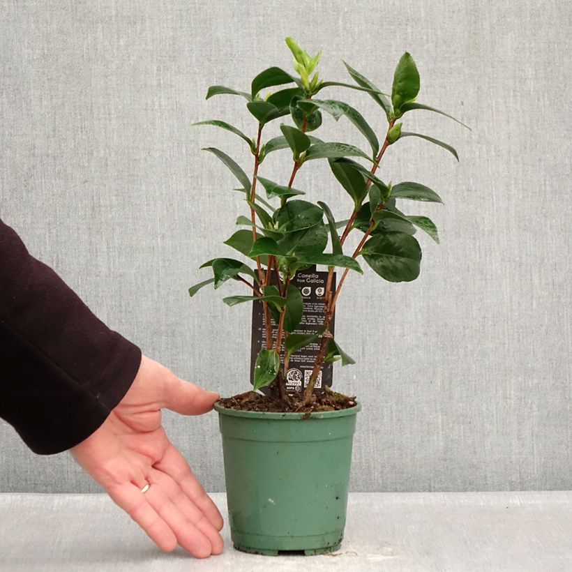 Example of Camélia Nuccio's Gem - Camellia japonica  Pot de 12 cm / 13 cm as you get in hiver