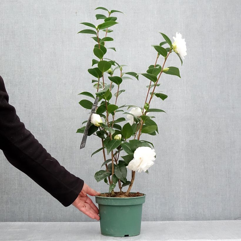 Example of Camélia Nuccio's Gem - Camellia japonica  Pot de 2L/3L as you get in printemps