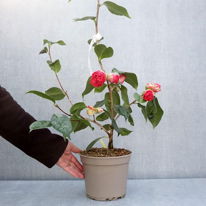 Spécimen de Camélia réticulé Den Burton - Camellia reticulata Pot de 4L/5L tel que livré au printemps