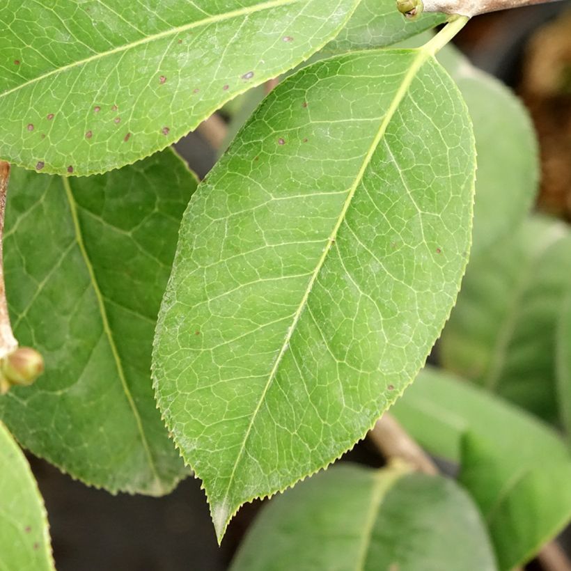 Camélia réticulé Dr Clifford Parks - Camellia reticulata (Feuillage)