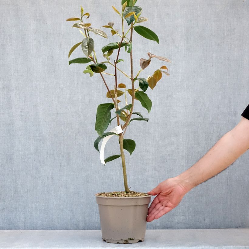 Spécimen de Camélia réticulé Dr Clifford Parks - Camellia reticulata Pot de 4L/5L tel que livré au printemps