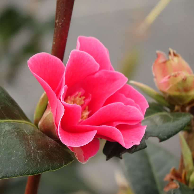 Camélia réticulé Illumination - Camellia reticulata (Floraison)
