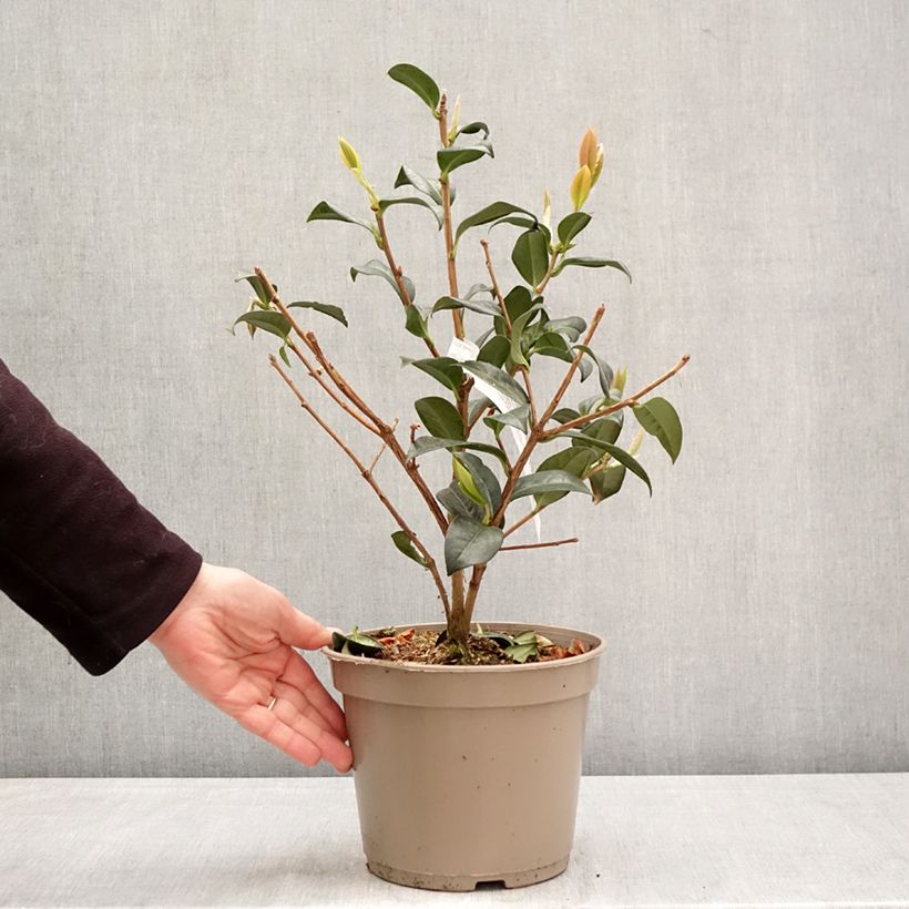 Spécimen de Camélia réticulé Illumination - Camellia reticulata Pot de 4L/5L tel que livré au printemps