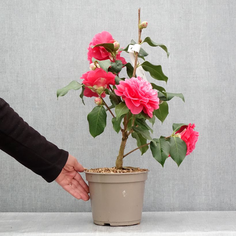 Spécimen de Camélia réticulé Larry Piet - Camellia reticulata Pot de 4L/5L tel que livré au printemps