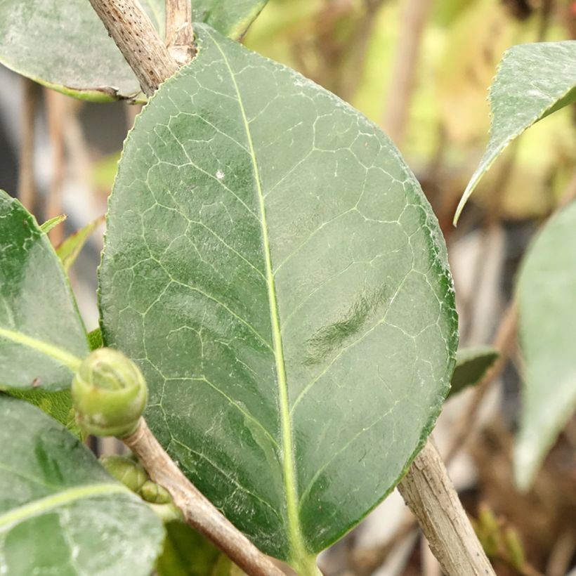 Camélia réticulé Lasca Beauty - Camellia reticulata (Feuillage)