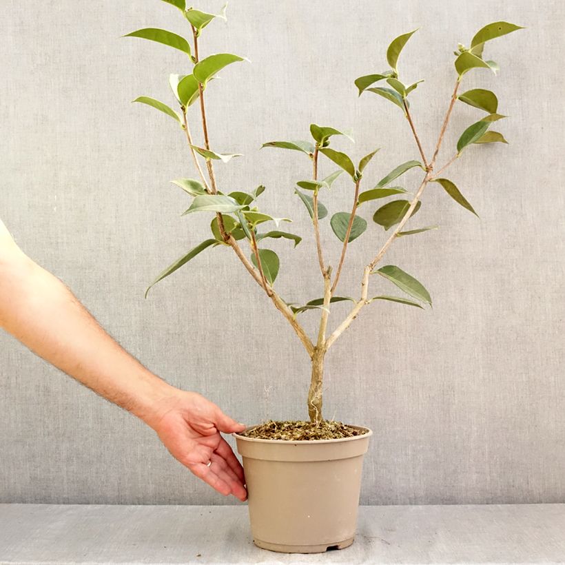 Spécimen de Camélia réticulé Lasca Beauty - Camellia reticulata Pot de 4L/5L tel que livré en été