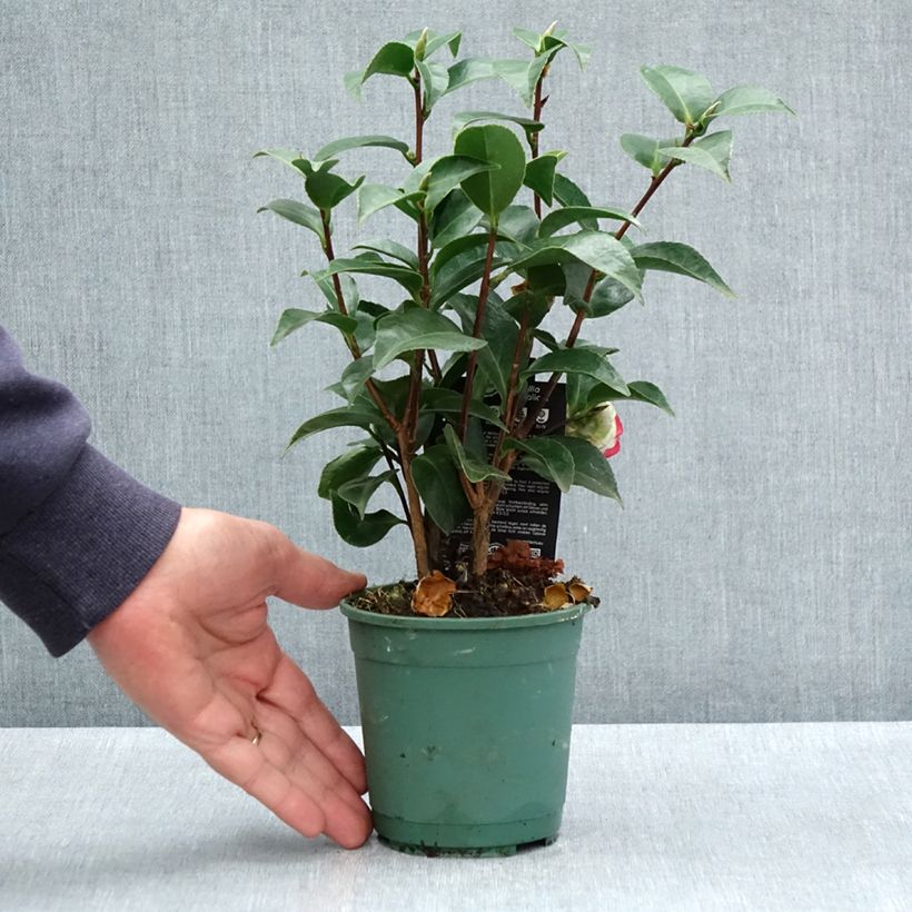 Spécimen de Camélia Roger Hall - Camellia japonica Pot de 12 cm / 13 cm tel que livré au printemps