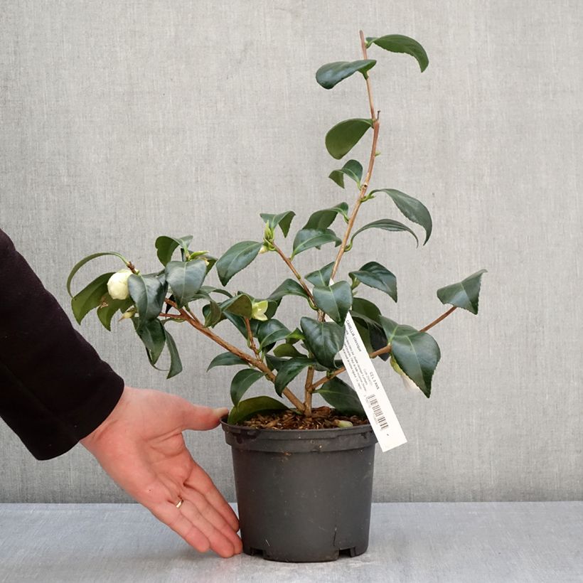 Spécimen de Camélia Satsuma - Camellia japonica Pot de 2L/3L tel que livré au printemps