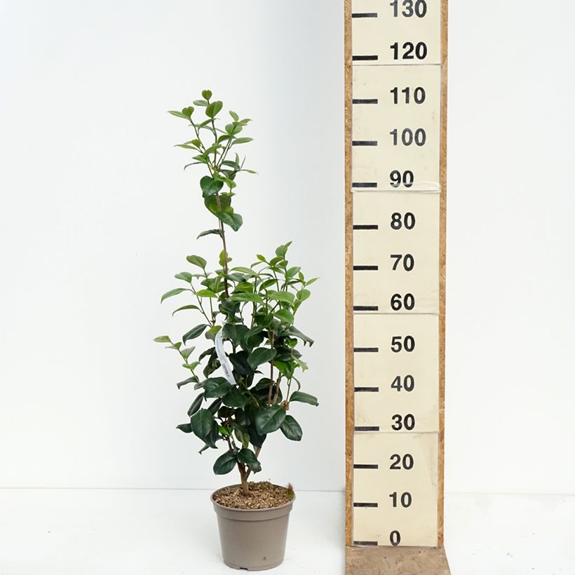Spécimen de Camélia Tada Meibi - Camellia japonica Pot de 4L/5L tel que livré au printemps