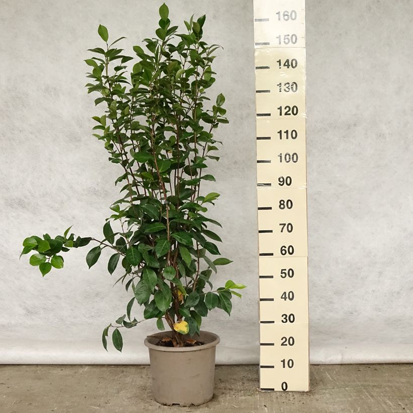 Spécimen de Camélia Traverso - Camellia japonica  Pot de 12L/15L tel que livré au printemps