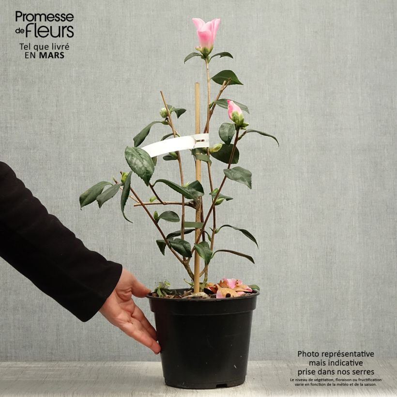 Spécimen de Camélia Tulip Time - Camellia (x) williamsii Pot de 4L/5L tel que livré au printemps