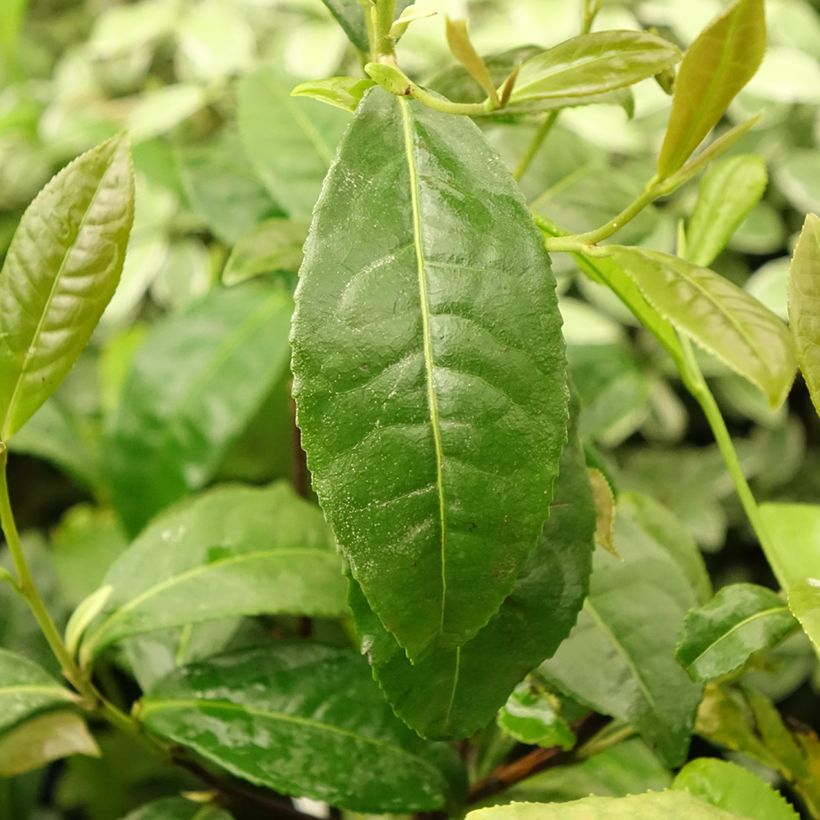 Camellia sinensis Théojardin - Théier (Feuillage)