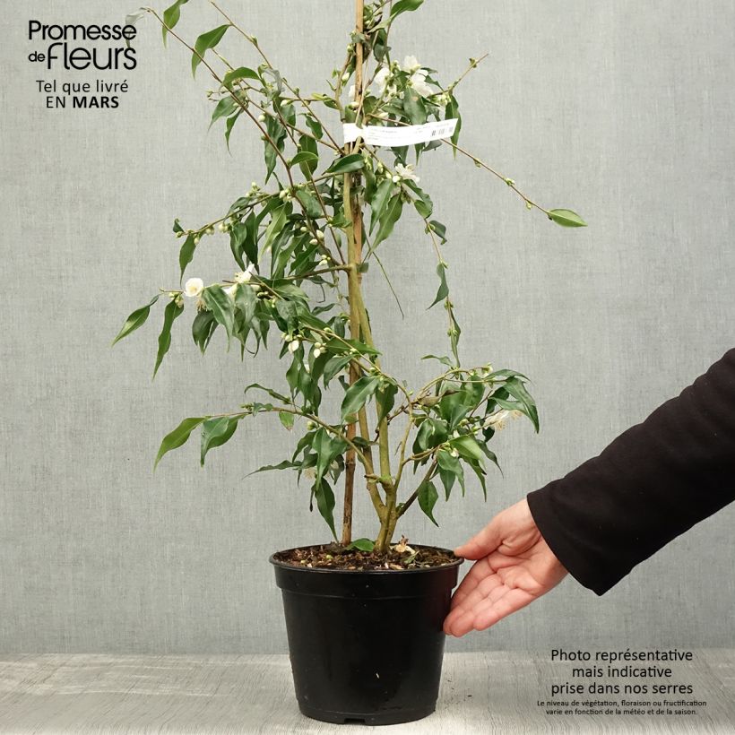 Spécimen de Camellia tsaii - Camélia d'hiver Pot de 4L/5L tel que livré au printemps