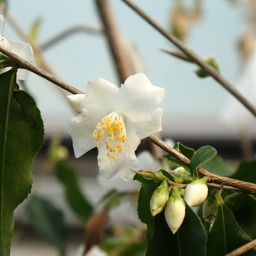 Camellia tsaii - Camélia d'hiver (Floraison)