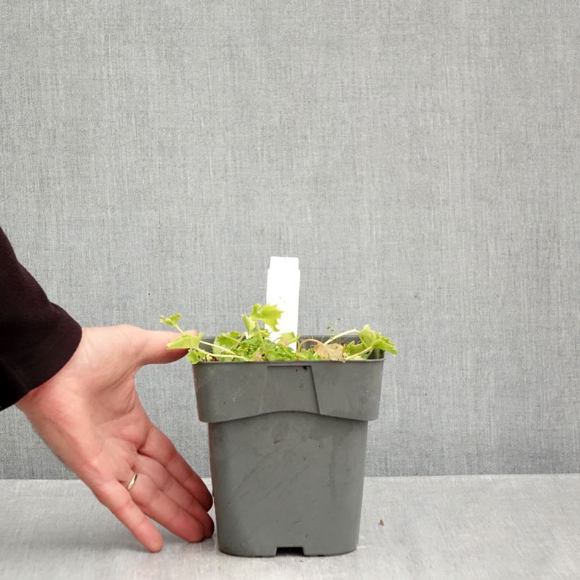 Spécimen de Campanula garganica Dickson s Gold - Campanule étoilée Pot de 2L/3L tel que livré en automne