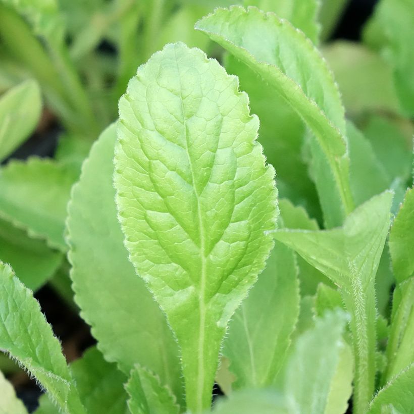 Campanula medium bleue - Campanule carillon (Feuillage)