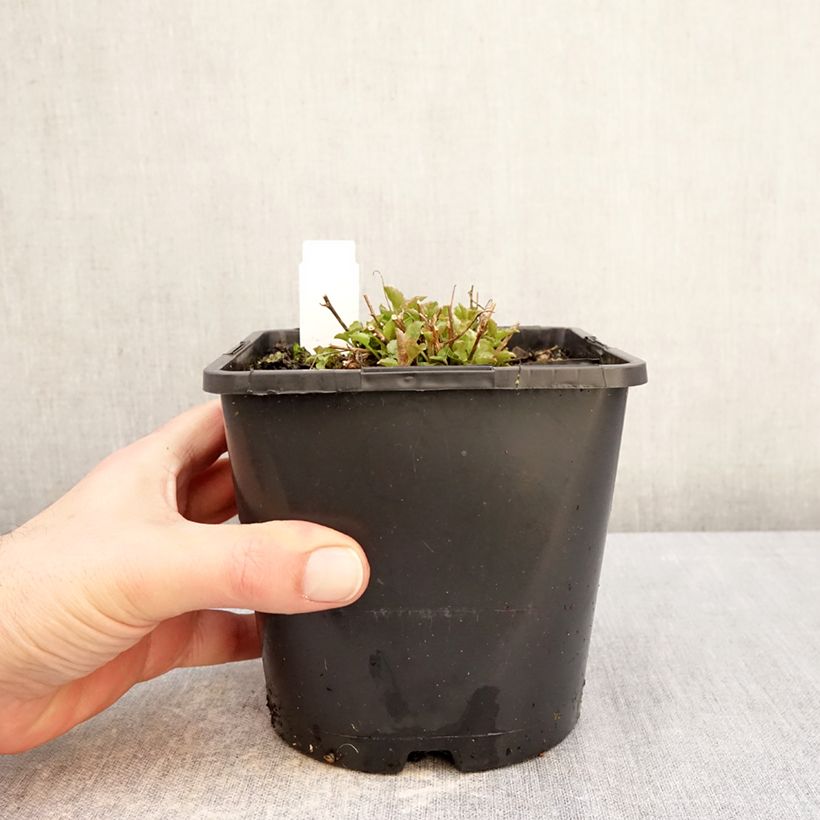 Example of Campanula persicifolia La Bello - Campanule à feuilles de pêcher Pot de 2L/3L as you get in hiver