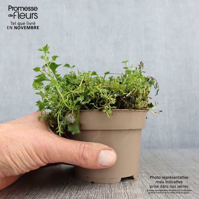 Spécimen de Campanula portenschlagiana Ambella Intense Purple - Campanule des Murets Pot de 1L/1,5L tel que livré en automne