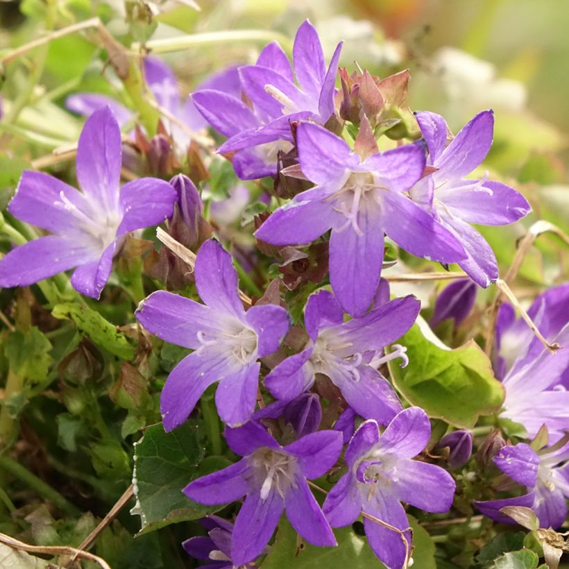 Campanula poscharskyana Adansa Purple - Campanule des Murets (Floraison)