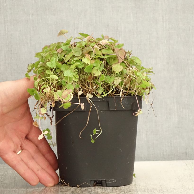 Example of Campanule poscharskyana Pot de 2L/3L as you get in printemps