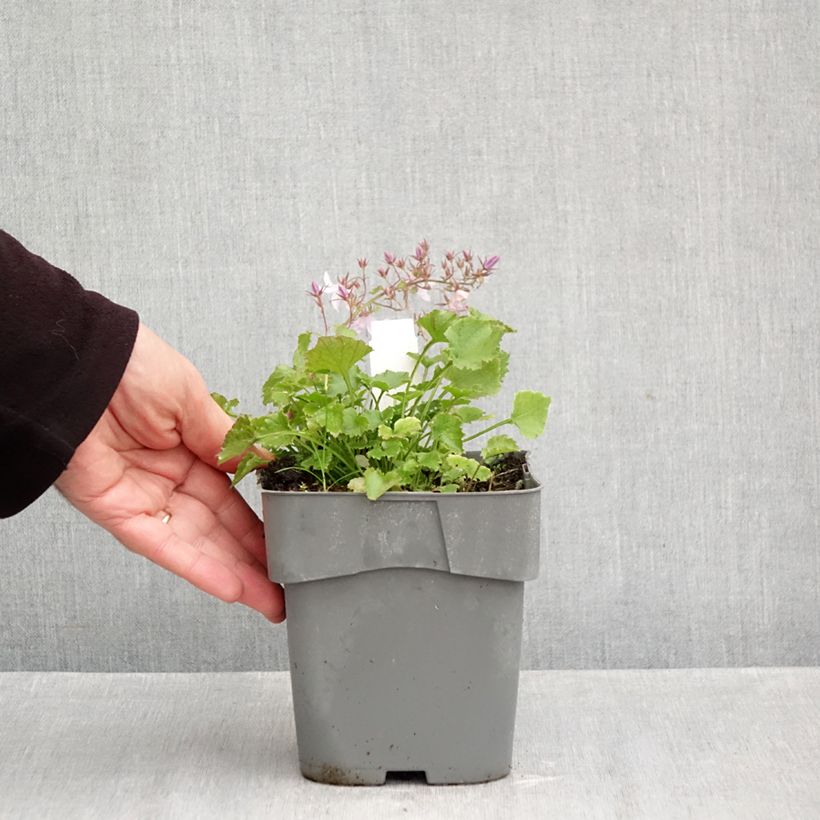 Spécimen de Campanula poscharskyana Lisduggan Variety - Campanule des Murets Pot de 2L/3L tel que livré en automne