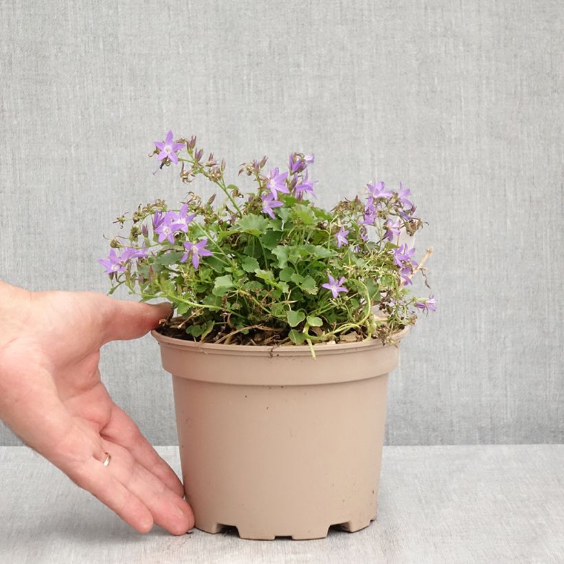 Spécimen de Campanula poscharskyana Stella - Campanule des Murets Pot de 2L/3L tel que livré en été