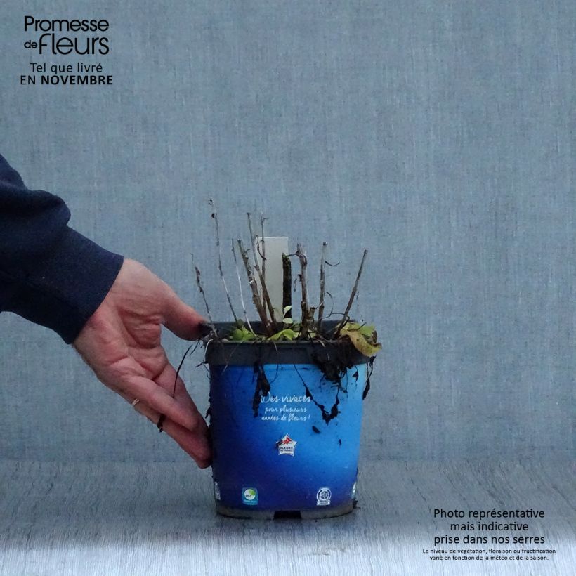 Spécimen de Campanule à bouquets - Campanula glomerata Superba Pot de 2L/3L tel que livré en automne