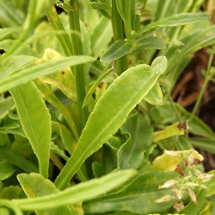Campanule à feuilles de pêcher La Bonne Amie - Campanula persicifolia (Feuillage)