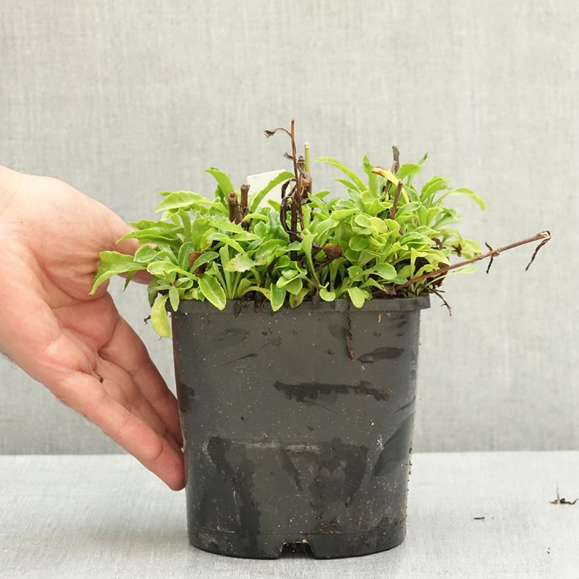 Spécimen de Campanule à feuilles de pêcher La Bonne Amie - Campanula persicifolia Pot de 1,5L/2L tel que livré en été