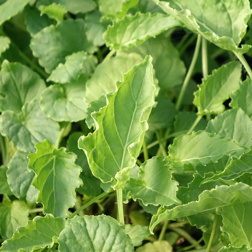 Campanule carpatica Clips blanche - Campanule des Carpates (Feuillage)