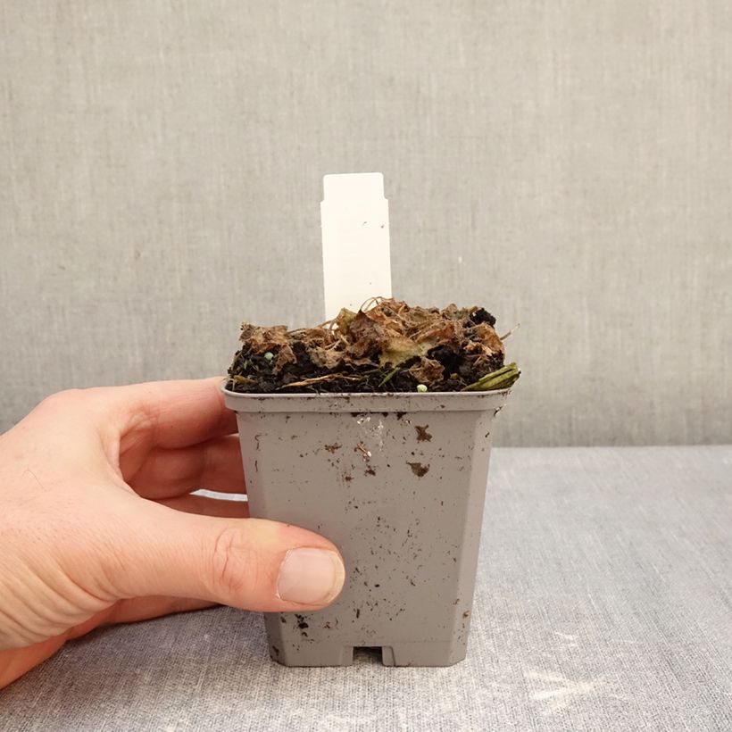 Example of Campanule carpatica Clips bleue - Campanule des Carpates Godet de 8/9 cm as you get in hiver