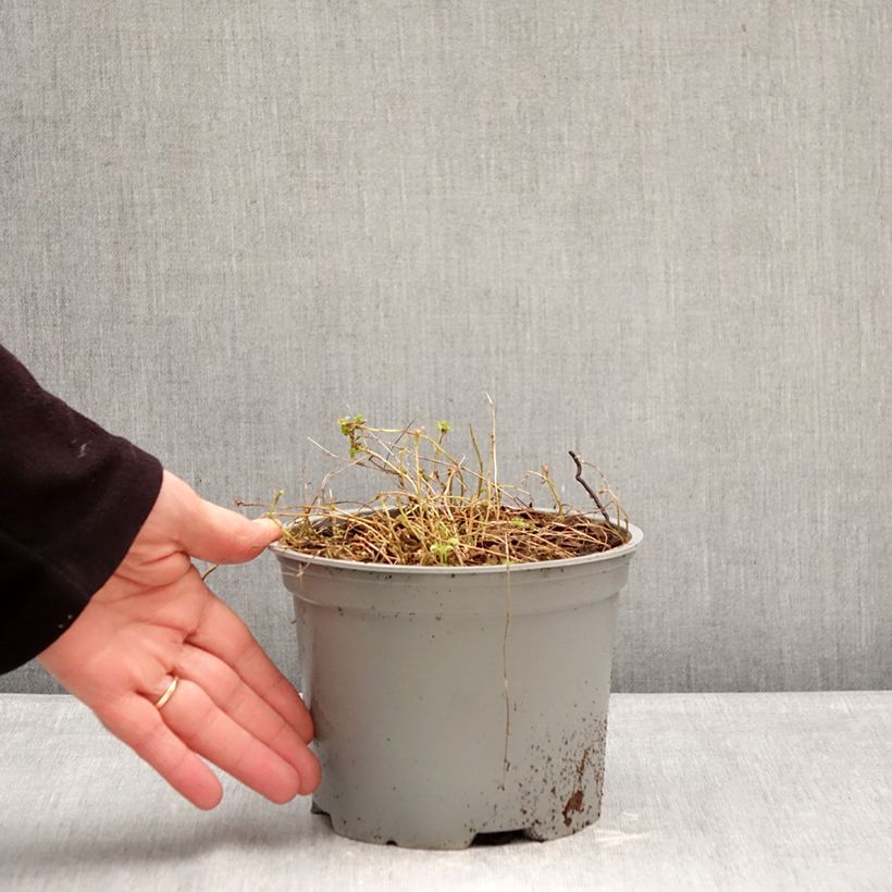 Spécimen de Campanule fluette - Campanula cochlearifolia Elizabeth Oliver Pot de 2L/3L tel que livré en hiver