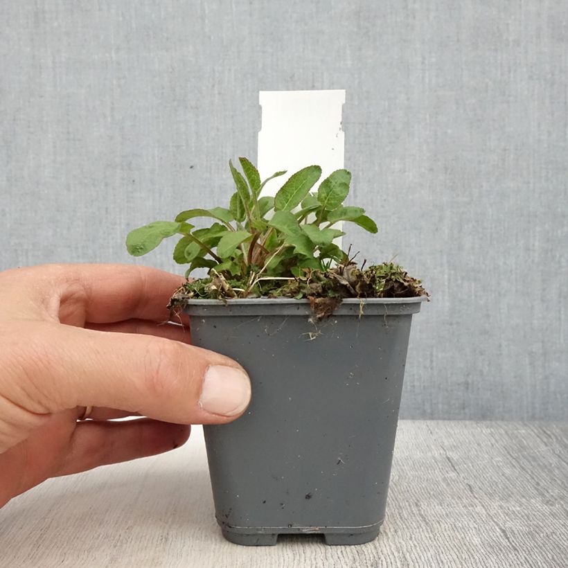 Spécimen de Campanule glomerata var. dahurica Godet de 8/9 cm tel que livré au printemps