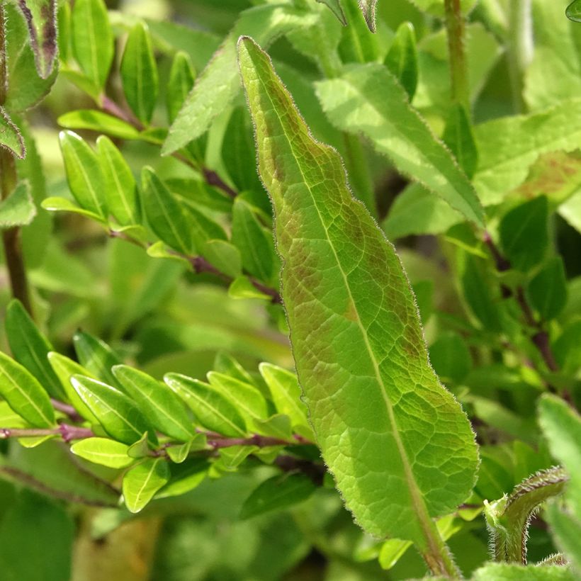 Campanule glomerata var. dahurica (Feuillage)