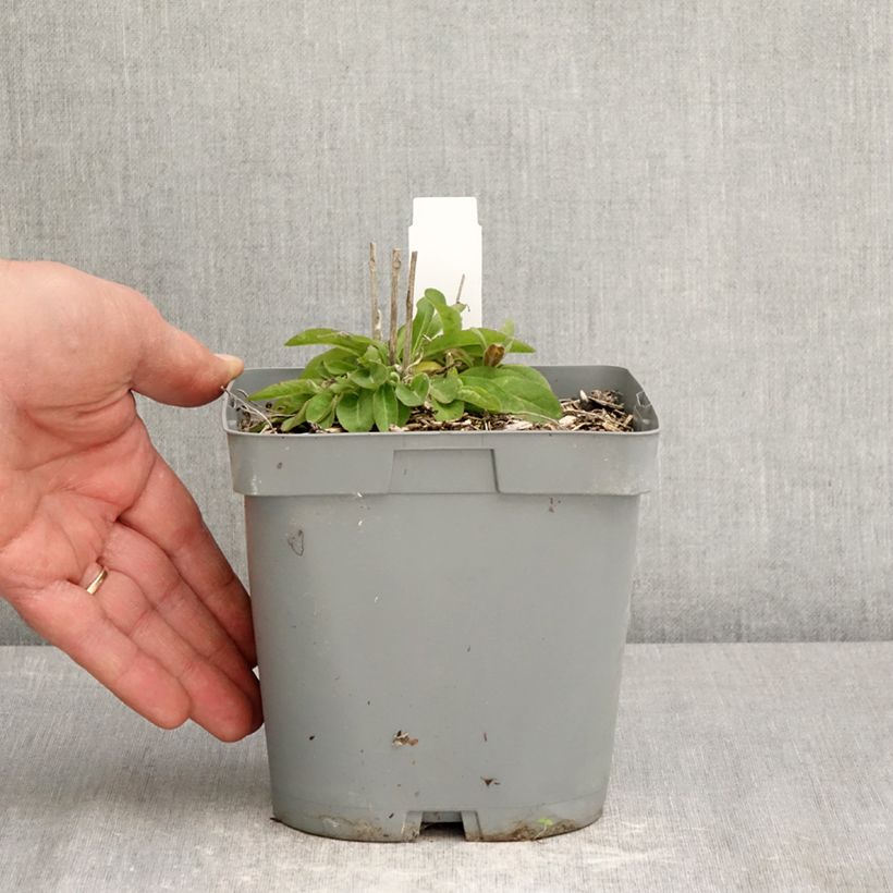 Spécimen de Campanule glomerata var. dahurica Pot de 2L/3L tel que livré au printemps