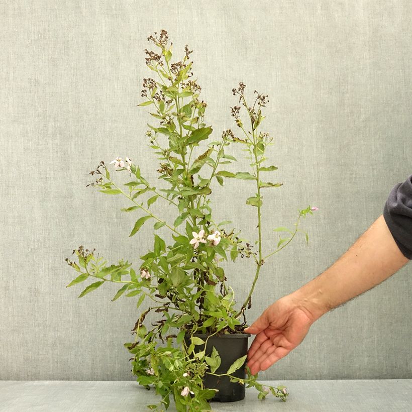 Spécimen de Campanule lactiflora Loddon Anna - Campanule laiteuse rose pâle Pot de 1,5L/2L tel que livré en été