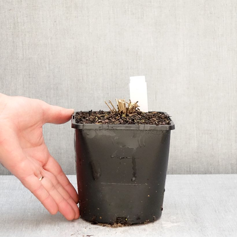 Example of Campanule lactiflora Loddon Anna - Campanule laiteuse rose pâle Pot de 1,5L/2L as you get in hiver