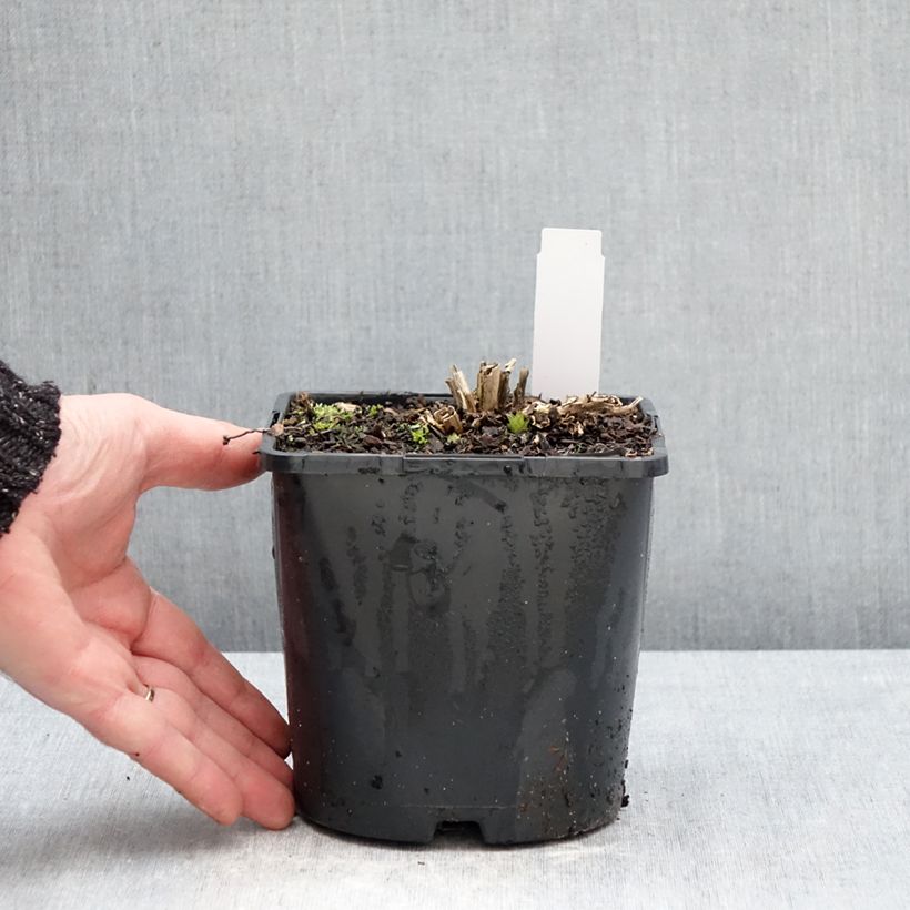 Spécimen de Campanule lactiflora Prichard s variety Campanule laiteuse bleue Pot de 2L/3L tel que livré en hiver