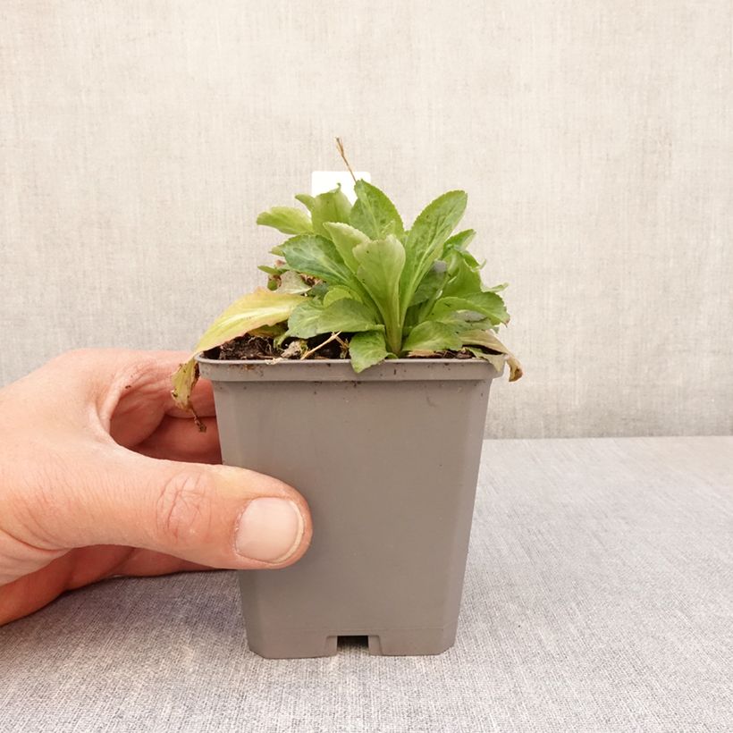 Spécimen de Campanule latifolia var. macrantha alba Godet de 8/9 cm tel que livré au printemps