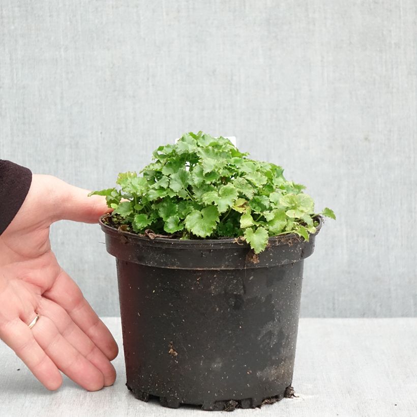 Spécimen de Campanule poscharskyana Pot de 2L/3L tel que livré en automne