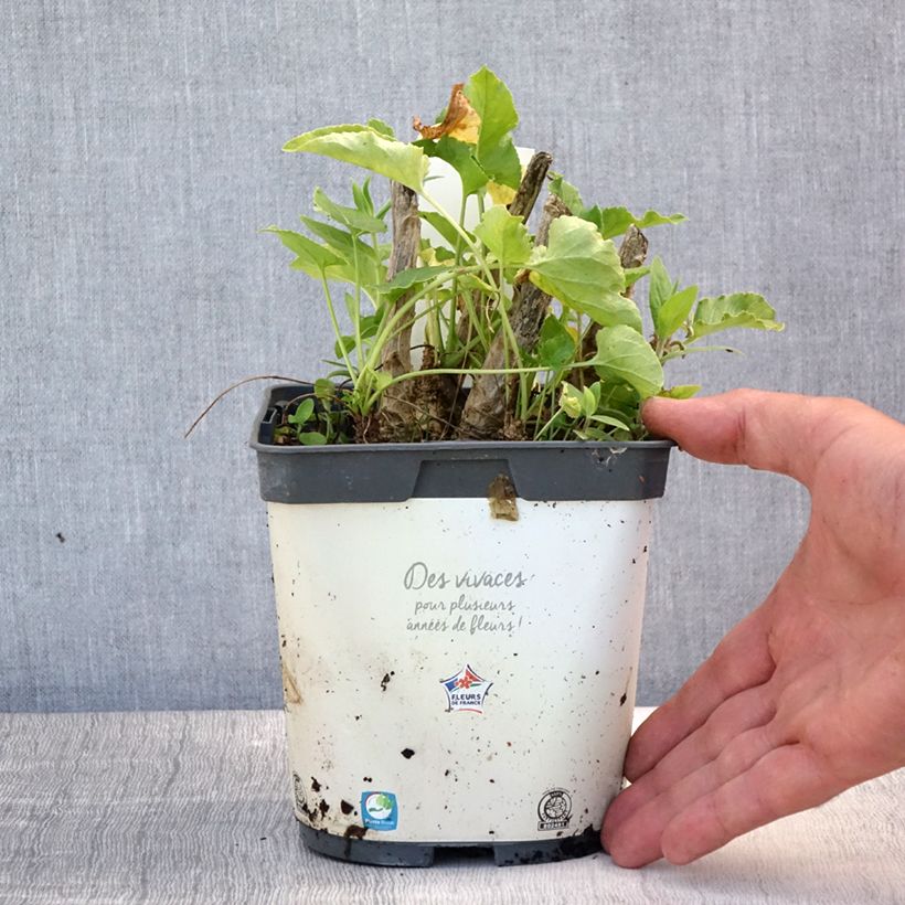 Spécimen de Campanule pyramidalis Alba - Campanule pyramidale blanche Pot de 2L/3L tel que livré en été