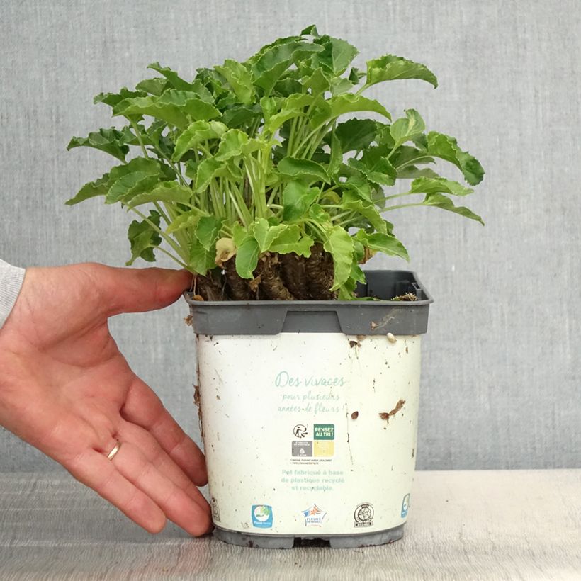 Example of Campanule pyramidalis Alba - Campanule pyramidale blanche Pot de 2L/3L as you get in printemps