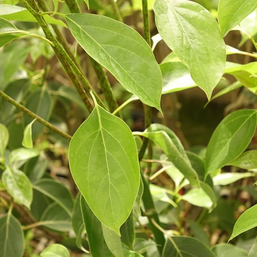 Camphrier - Cinnamomum camphora (Feuillage)