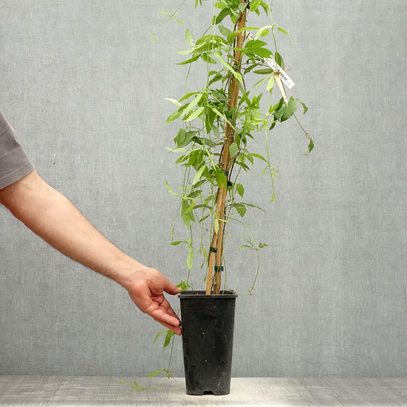 Spécimen de Campsis capreolata Atrosanguinea - Bignone à vrilles Pot de 2L/3L tel que livré au printemps