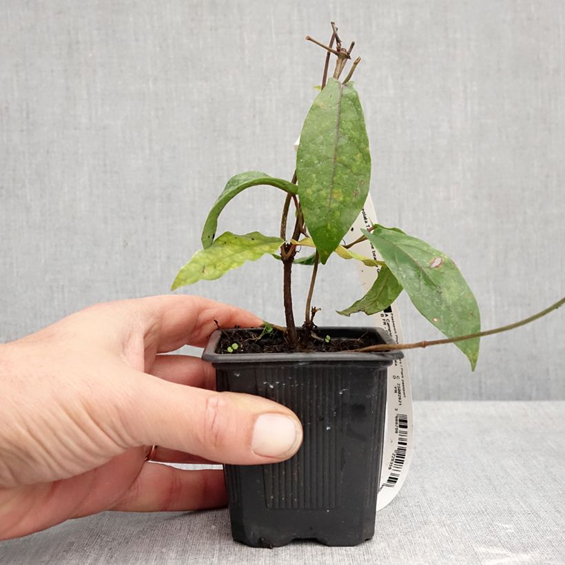 Spécimen de Campsis capreolata Tangerine Beauty - Bignone à vrilles Godet de 8/9 cm tel que livré en automne