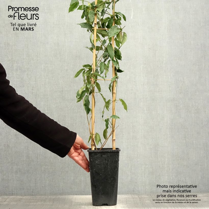 Example of Campsis capreolata Tangerine Beauty - Bignone à vrilles Pot de 2L/3L as you get in printemps